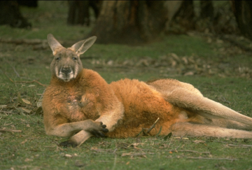 Ocker Male Kangaroo.jpg